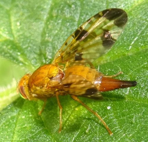 Xyphosia miliaria